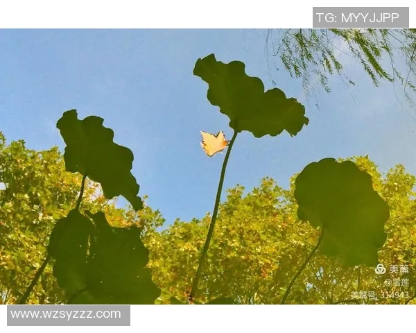 韩国足球明星孙姓球员的辉煌历程与成就回顾